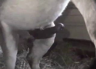 Fascinating zoo sex video for you