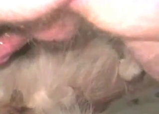 Deep asshole of the ionate pet