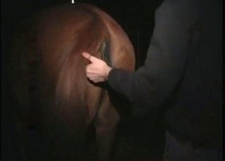 ionate man wants to bang the horse