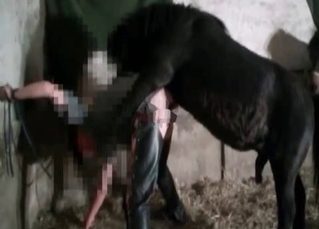 Skillful small horse will be loved by the viewers