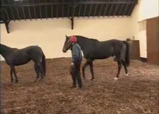 Forcing two horses to fuck each other
