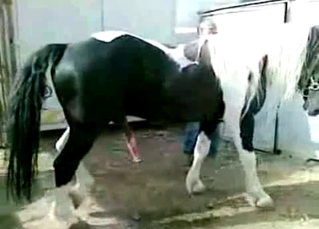 Watching two horses fuck is awesome