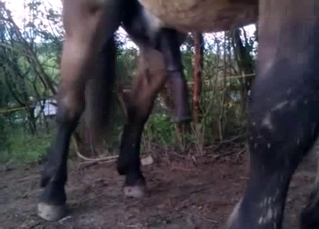 Big-dicked horse showing its meaty cock