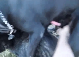 Fascinating outdoors sex with a dog