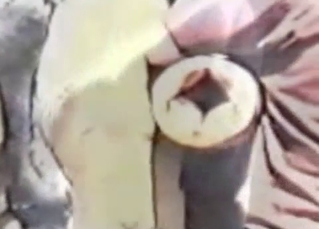 Horse shoots its massive load