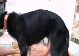 Cheerful dog about to fuck a brunette